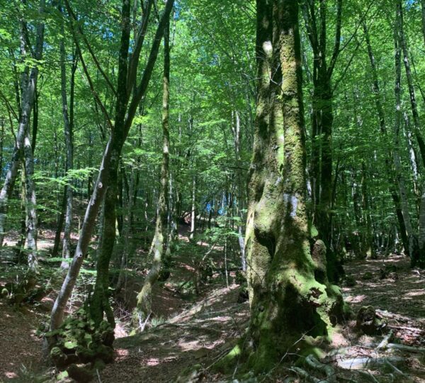Baño de bosque