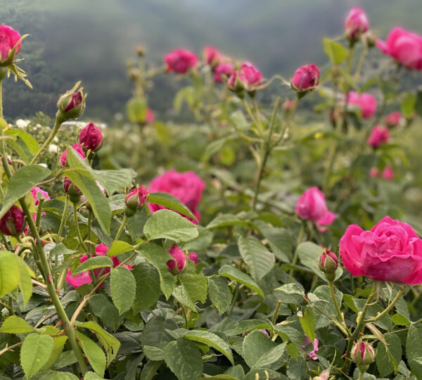 Enio Bonchev Production (2)