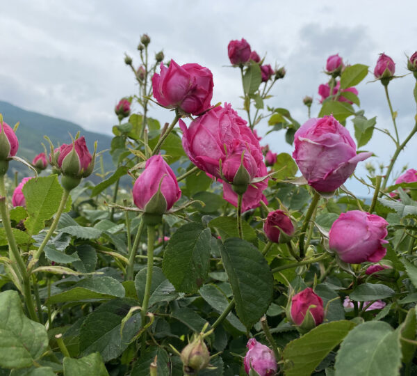 Enio Bonchev Production (3)