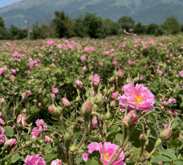 Enio Bonchev Production (4)