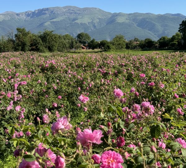 Enio Bonchev Production (5)