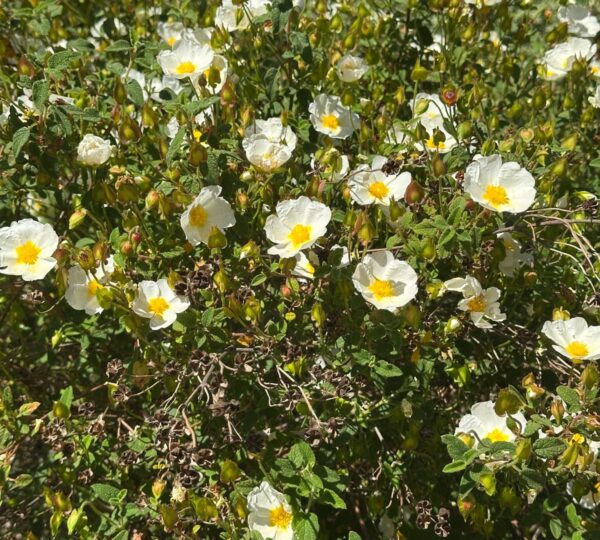Flores