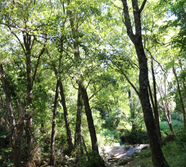 Bosque de los castaños Sierra de Gata