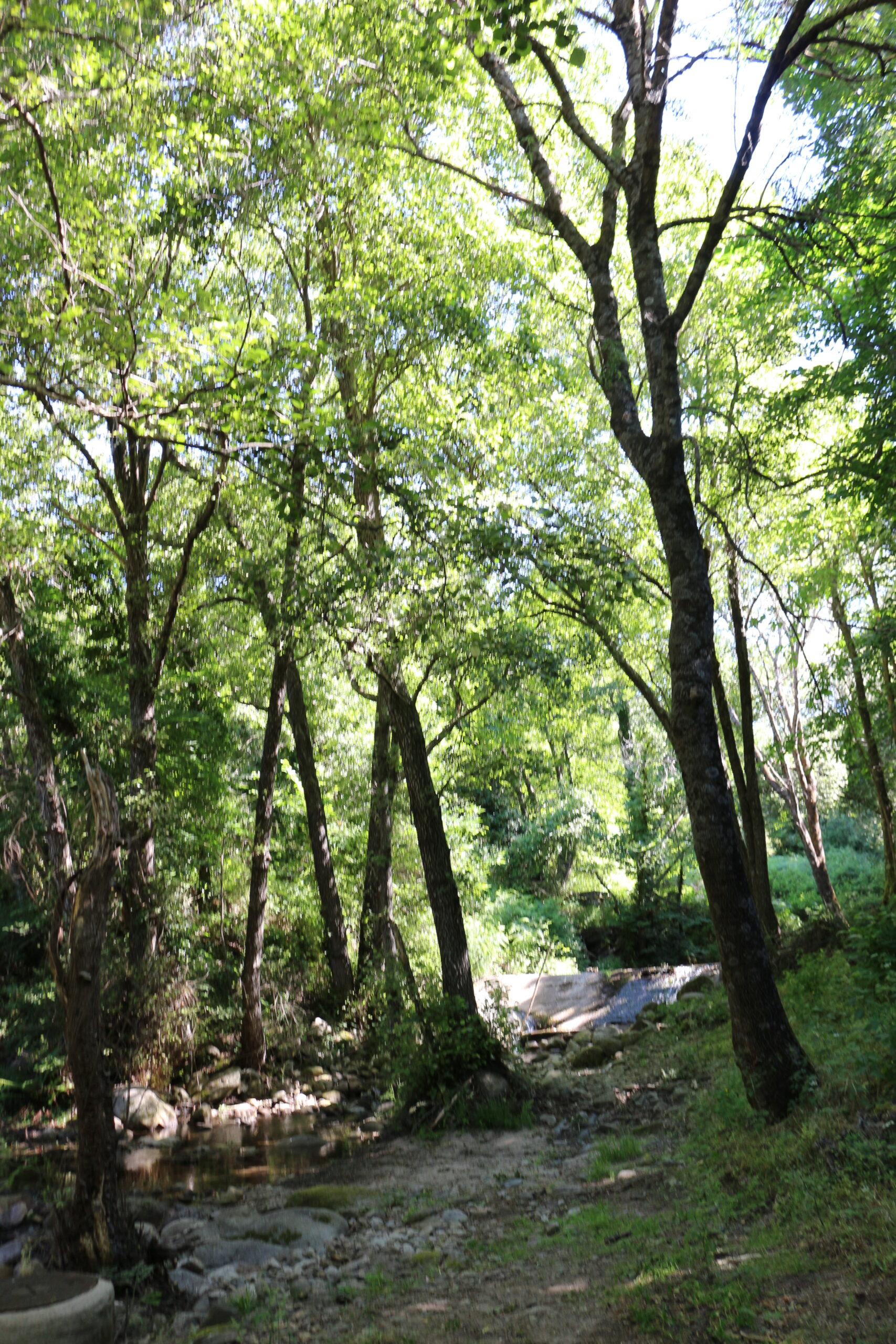 Bosque de los castaños Sierra de Gata