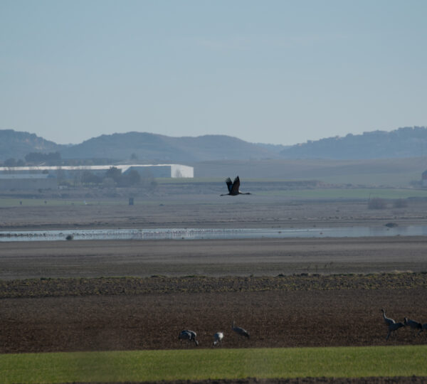 Laguna de El Hito 2