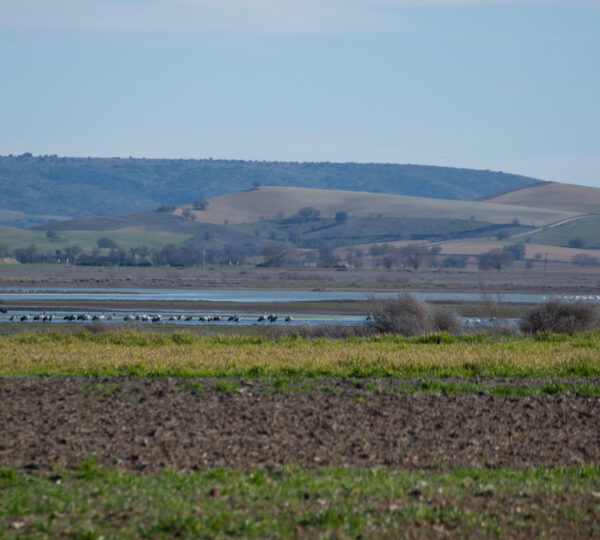 Laguna de El Hito 5