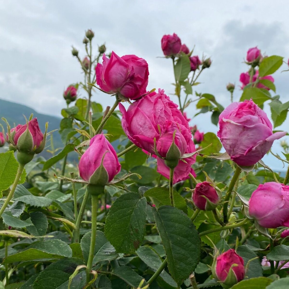 bulgaria, experiencia, naturaleza, viaje,