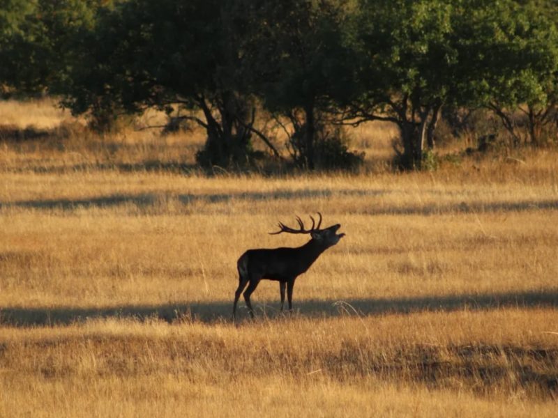 parque nacional de cabañeros, toledo, madrid, españa, ruta, naturaleza, viaje, experiencia, turismo