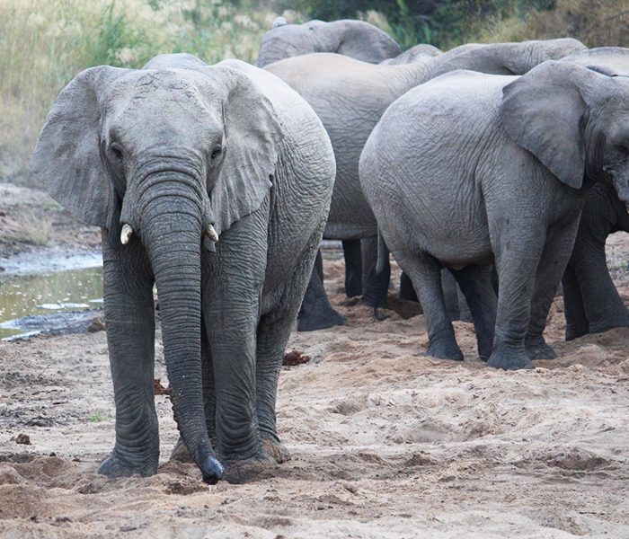 viaje a la naturaleza, asia, sri lanka, animales salvajes, safari