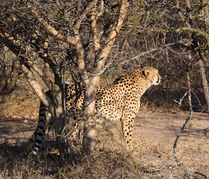 viaje a la naturaleza, asia, sri lanka, animales salvajes, safari